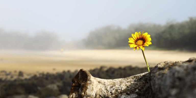 A lone yellow sunflower sprouts in a dry landscape
